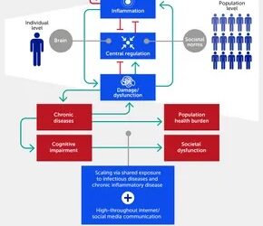 Un mapa inflamatorio multiescala: vinculando el estrés individual con la disfunción social